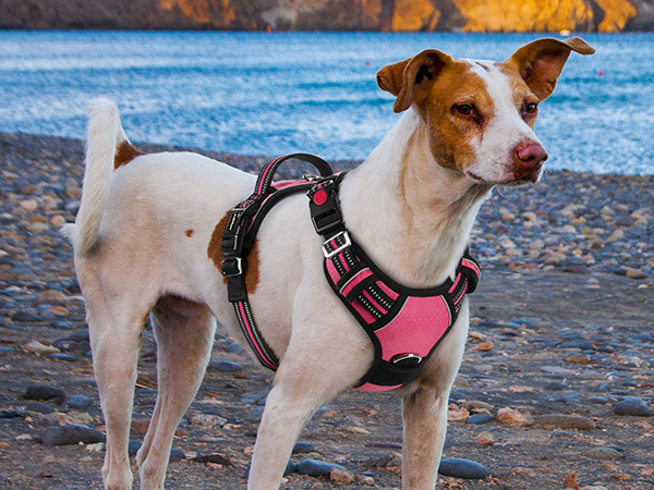 dog harness