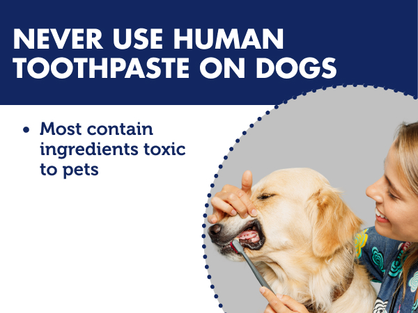 Never use human toothpaste on dog