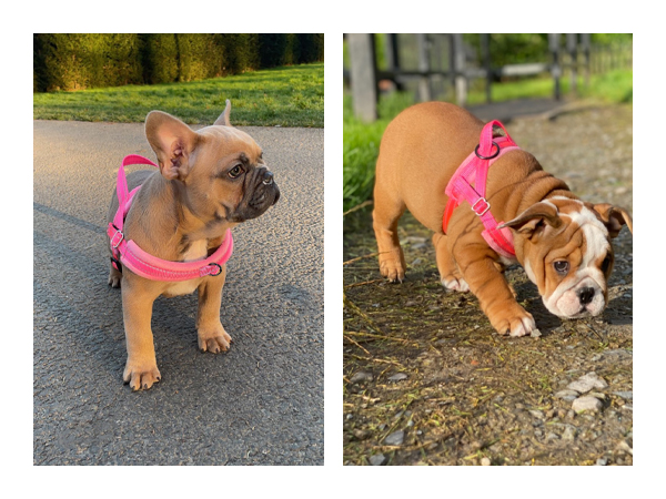 Walking Dog Harness and Leash Set