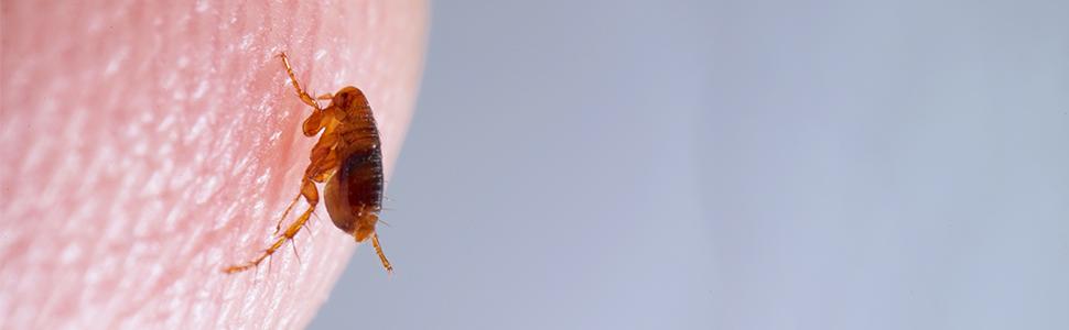 why do fleas bite