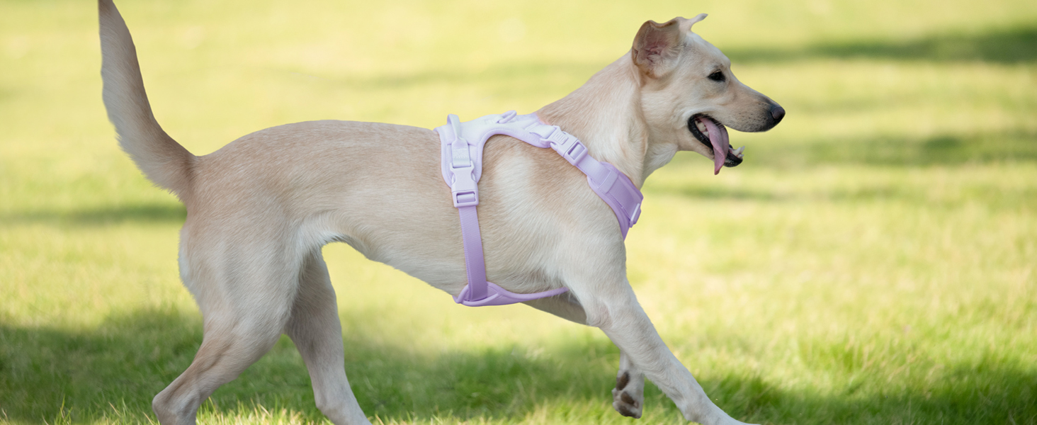 harness