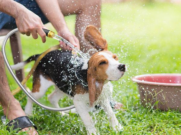 ,Pet rinsing