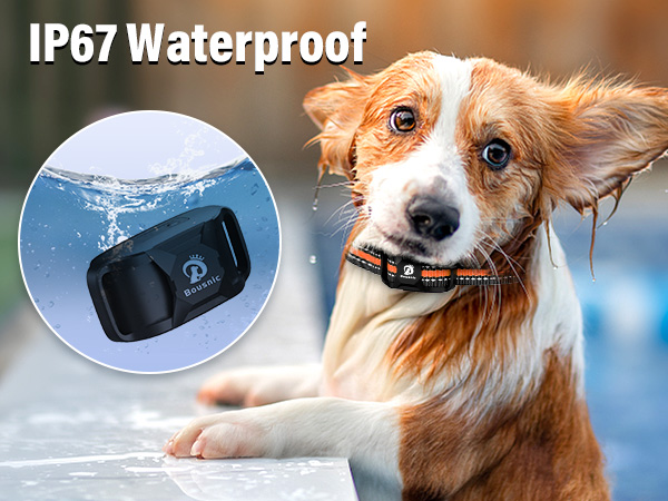dog shock collar