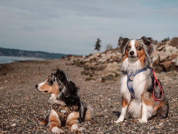 dog harness