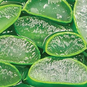 KISS Strip Lash Adhesive Aloe