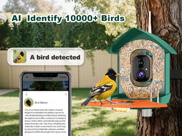 bird feeder with camera orange