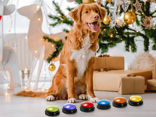 dog talking buttons as gift