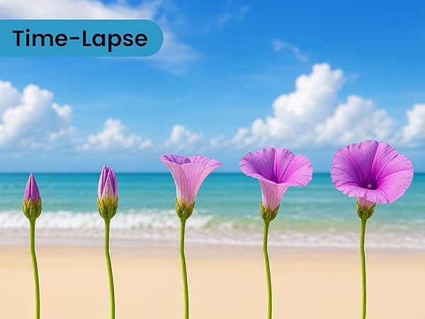 Text reads 'Time-Lapse'. Sequence of five pink flowers blooming progressively on sandy beach with ocean and clouds background.