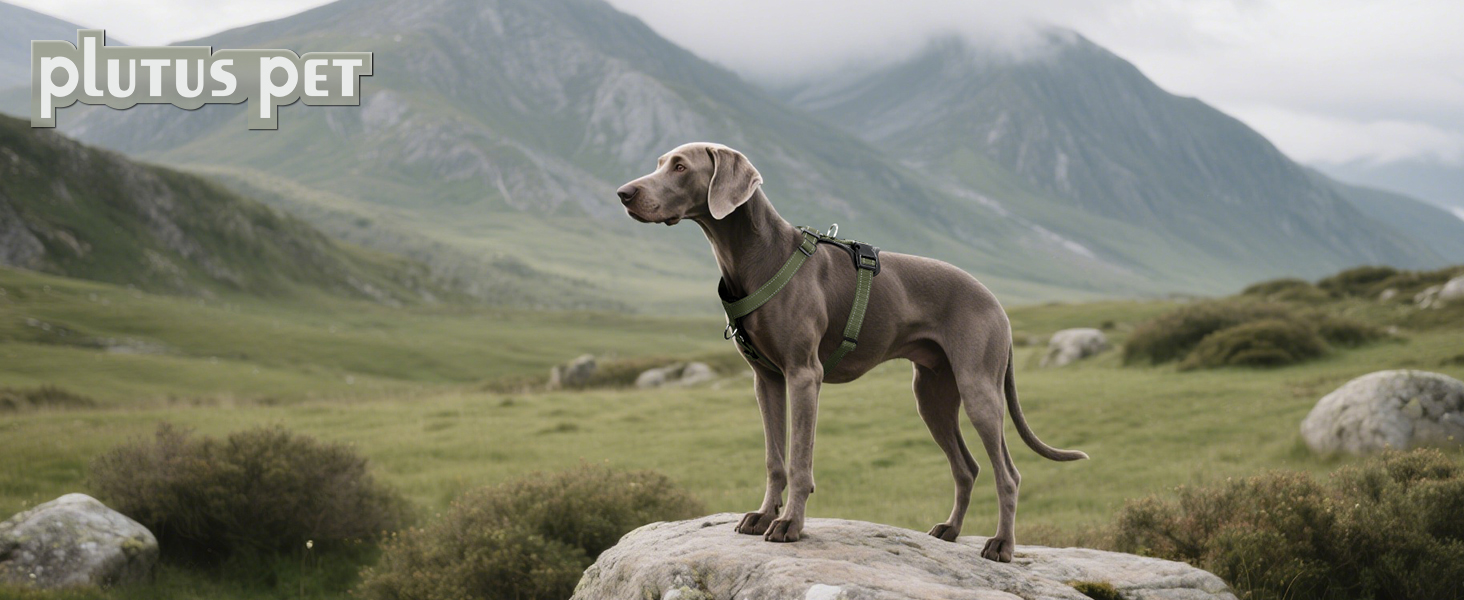 medium dog harness
