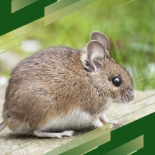 Mouse In a house eating couch