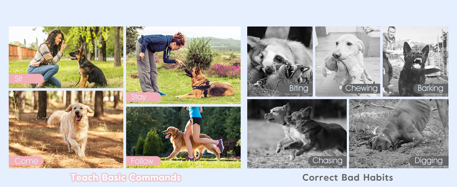 e collar for dogs training