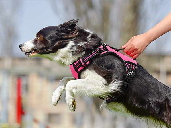 dog harness