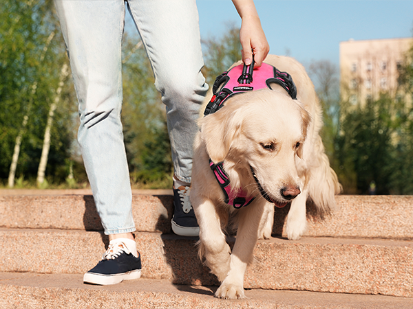 dog harness