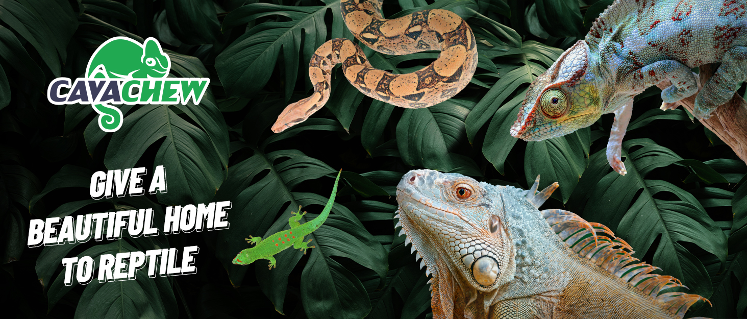 reptiles accessories