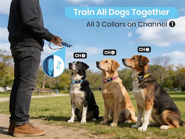 dog training collar with remote