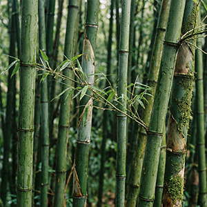 HIGH QUALITY BAMBOO