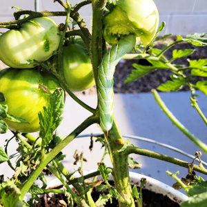 Tomato gnawed by insects