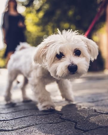Small dog harness