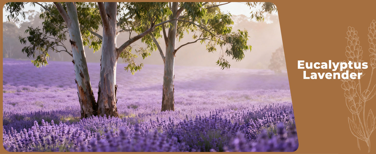 Eucalyptus Lavender