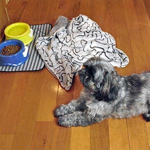 Pet