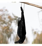 Noamus 17 Inches Realistic Hanging Dead Crow, Lifesize Extra Large Black Feathered Crow, Fake Dec...