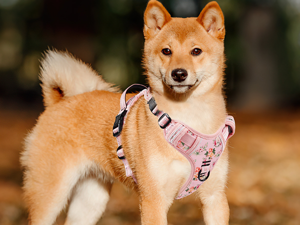dog harness for medium dog