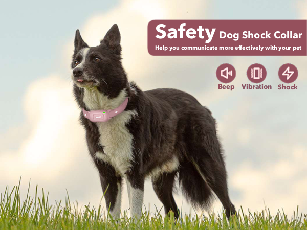 shock collar