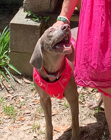 dog harness