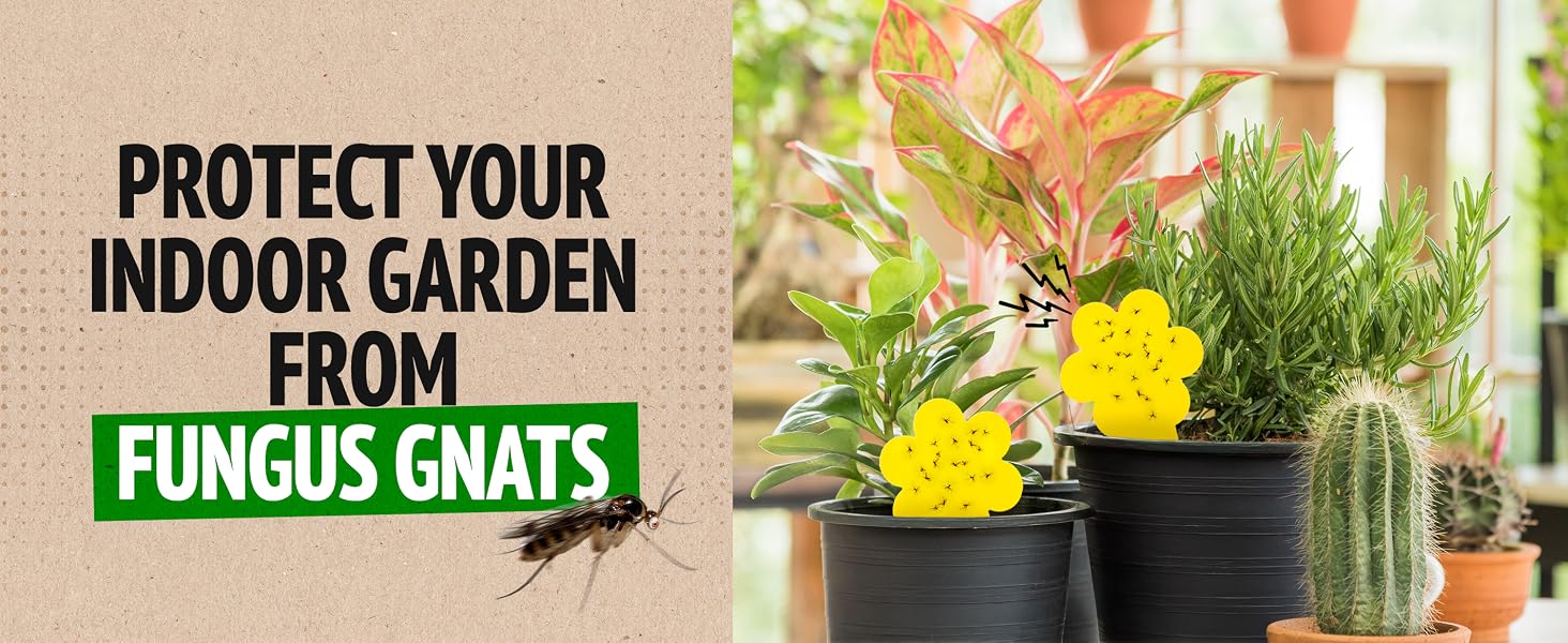 indoor bug trap for plant flies
