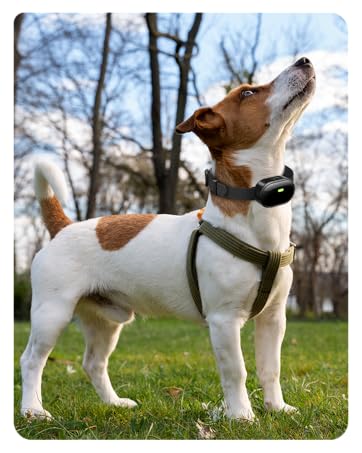 bark shock collar shock collar for small dogs 20-30 lbs the best shock collars for dogs