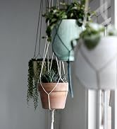 hanging plants in a window