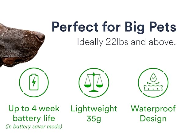 real time monitoring voice commands to track pets lick large pets and dogs