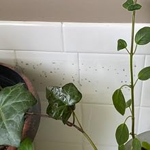 Kensizer window fly trap