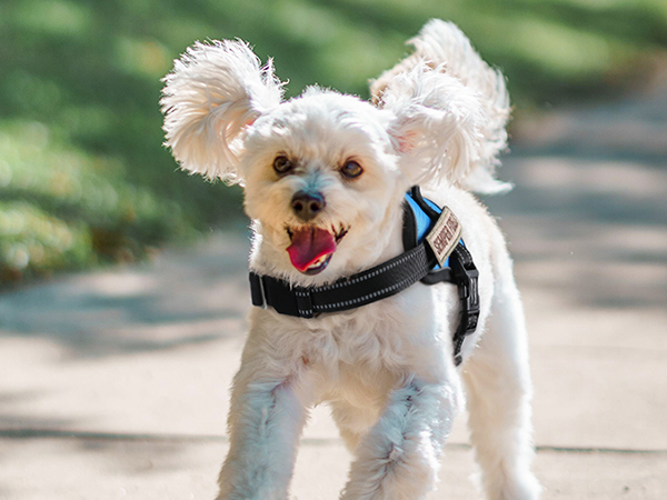 dog harness3-1