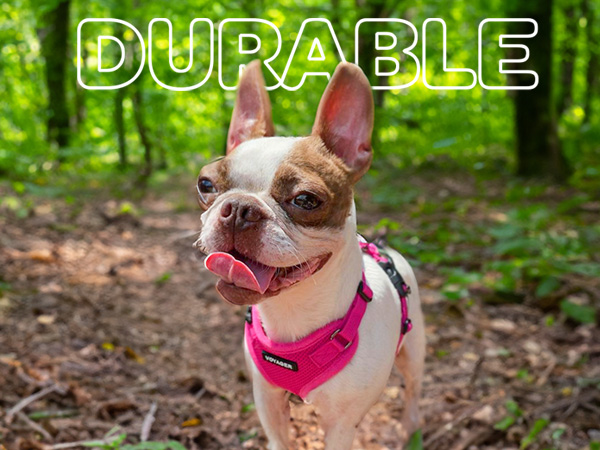 walking harness for large dogs