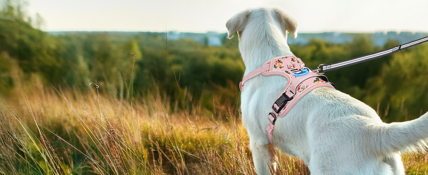 dog harness for large dog