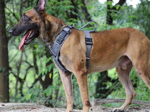 dog vest metal buckles