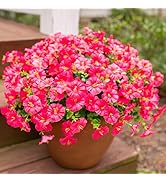 Artificial Fake Plants Flowers for Outdoor Outside Spring Decoration, 12 Bundles Faux Silk Hot-Pi...
