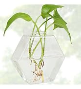 FOWSRHRG 1PCS Propagation Stations with Adhesive Hook, Test Tube Propagation Station Wall Hanging...