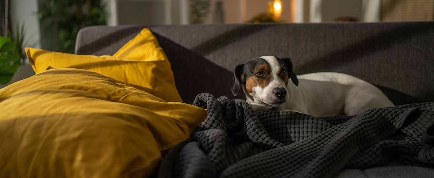 Even if you&amp;#39;re not home, you can turn lights on for loved ones with My Leviton.