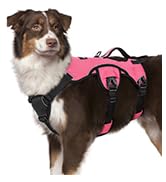 dog harness