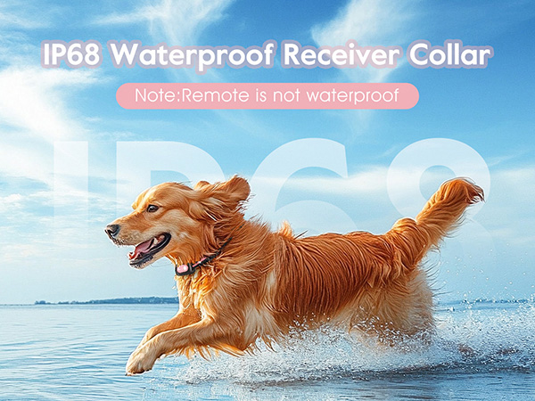 shock collar for dogs