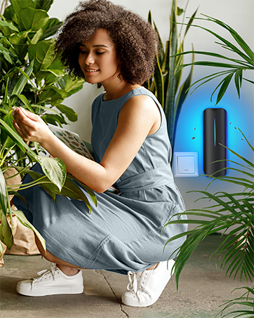 fly trap fungus gnat