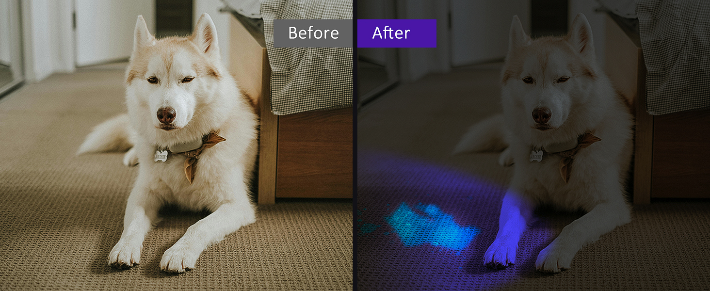 dog urine detector light