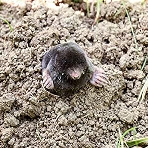 mole repellent, gopher repellent