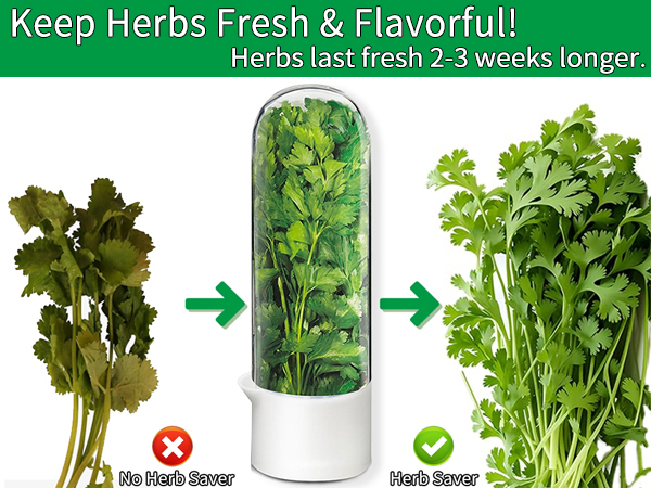 fresh herb keeper