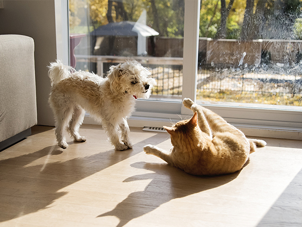 shatter proof window film