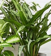 automatic plant waterer