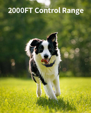 dog e-collar