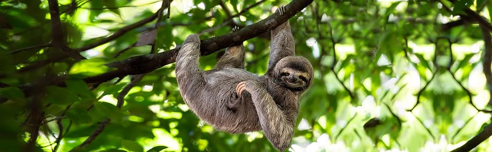 sloth hanging from tree